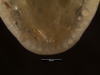 Media type: image;   Herpetology R-152481